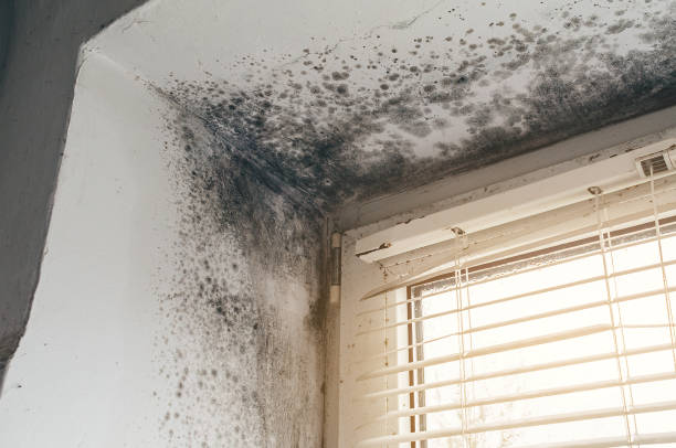 Affordable Mold Remediation solutions in Scotts, MI